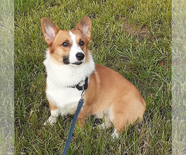 Medium Photo #1 Pembroke Welsh Corgi Puppy For Sale in HILLIARD, FL, USA