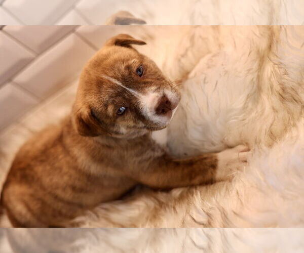 Medium Photo #3 Bulldog-Unknown Mix Puppy For Sale in Duluth, MN, USA