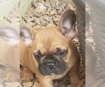 Small Photo #8 French Bulldog Puppy For Sale in TAYLORSVILLE, KY, USA