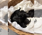 Litter of 8 - Male(s) and Female(s) Labrador RetrieverLitter of Puppies for Sale - Photo #2