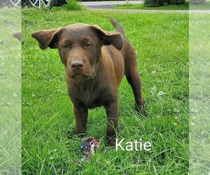 Labrador Retriever Puppy for sale in CATO, NY, USA
