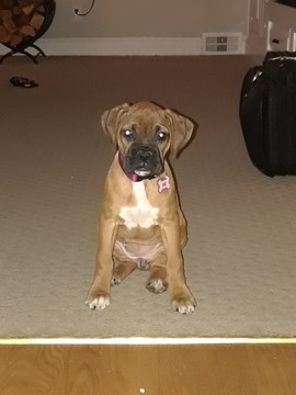 Medium Photo #1 Boxer Puppy For Sale in DREXEL HILL, PA, USA