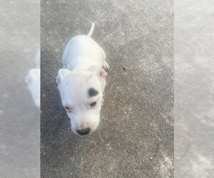 American Staffordshire Terrier Dogs for adoption in San Antonio, TX, USA