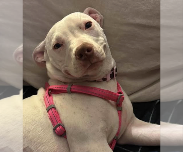 Medium Photo #7 Mutt Puppy For Sale in Rockville, MD, USA