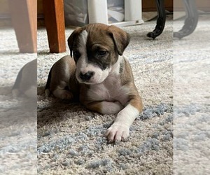 American Pit Bull Terrier-English Foxhound Mix Dogs for adoption in Princeton, MN, USA