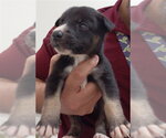 Small German Shepherd Dog