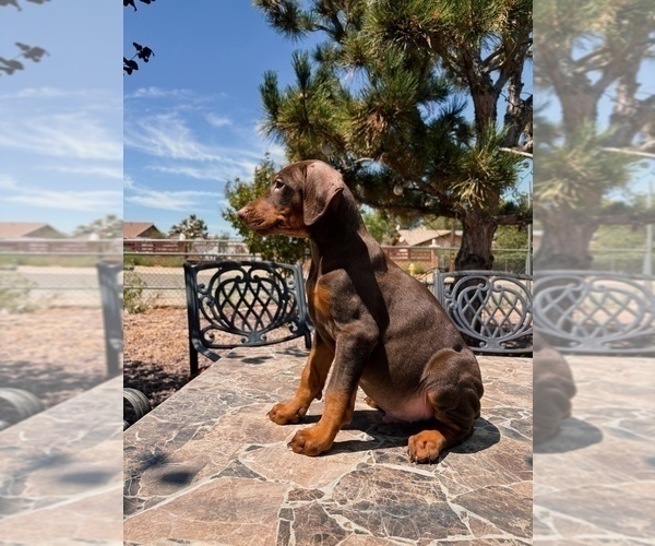 Medium Photo #4 Doberman Pinscher Puppy For Sale in YUCCA VALLEY, CA, USA