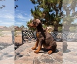Small #3 Doberman Pinscher