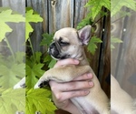 Small Photo #10 French Bulldog Puppy For Sale in IDAHO FALLS, ID, USA