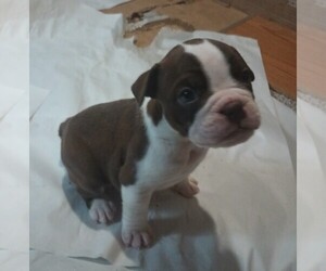 Olde English Bulldogge Puppy for sale in VERSAILLES, IL, USA