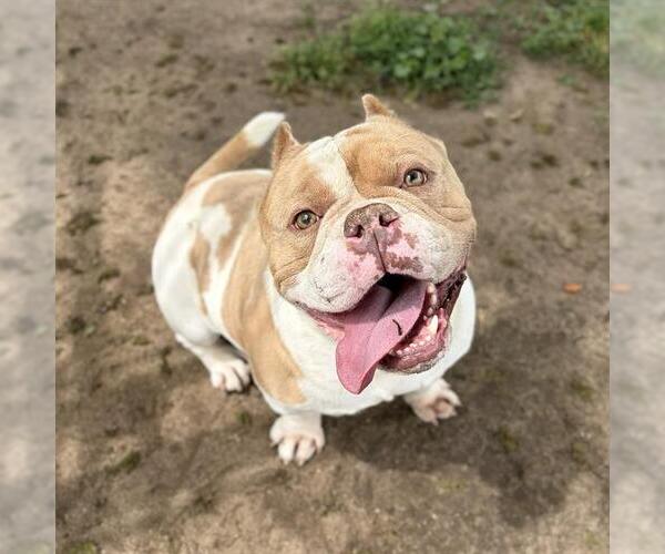 Medium Photo #1 Mutt Puppy For Sale in Modesto, CA, USA