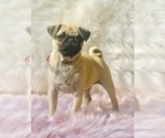 Small Photo #15 Pug Puppy For Sale in CANTON, CT, USA