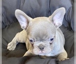 Small Photo #4 French Bulldog Puppy For Sale in LOX, FL, USA