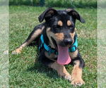 Small #1 Labrador Retriever Mix
