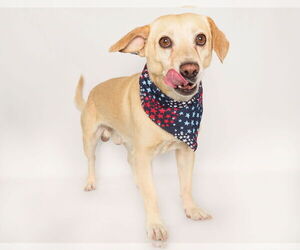 Chihuahua-Labrador Retriever Mix Dogs for adoption in phoenix, AZ, USA