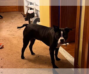 Noli - Male Boston Terrier-Unknown Mix Dog for Adoption - Photo #2
