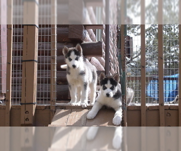 Medium Photo #3 Siberian Husky Puppy For Sale in WESTCLIFFE, CO, USA
