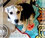 Small Photo #2 Mutt Puppy For Sale in San Angelo, TX, USA