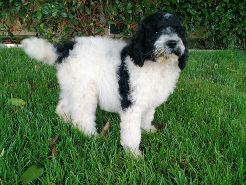 Medium Photo #1 Poodle (Standard) Puppy For Sale in PLACERVILLE, CA, USA