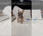 Small Photo #13 French Bulldog Puppy For Sale in VICTORVILLE, CA, USA