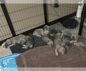 Cane Corso Puppy for sale in COLUMBUS, MT, USA