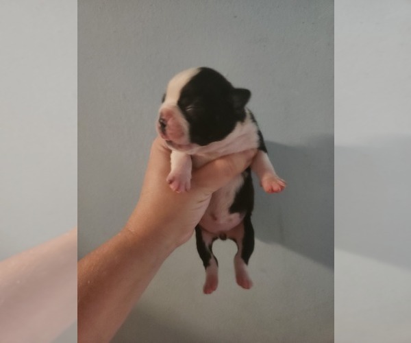 Medium Photo #1 Boston Terrier Puppy For Sale in MORRIS, AL, USA