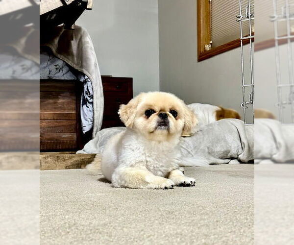 Medium Photo #2 Pekingese Puppy For Sale in Minneapolis, MN, USA