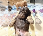 Small #11 Aussiedoodle