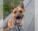 Small #7 German Shepherd Dog Mix
