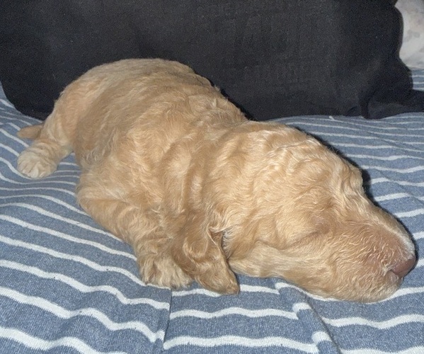 Medium Photo #1 Labradoodle Puppy For Sale in CONWAY, SC, USA