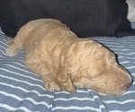 Puppy Puppy 7 Labradoodle