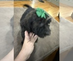Small #7 Saint Berdoodle
