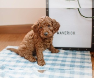 Cock-A-Poo Puppy for sale in NEW PARIS, IN, USA