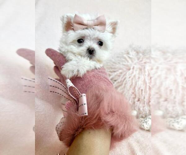 Medium Photo #12 Maltese Puppy For Sale in MIAMI BEACH, FL, USA
