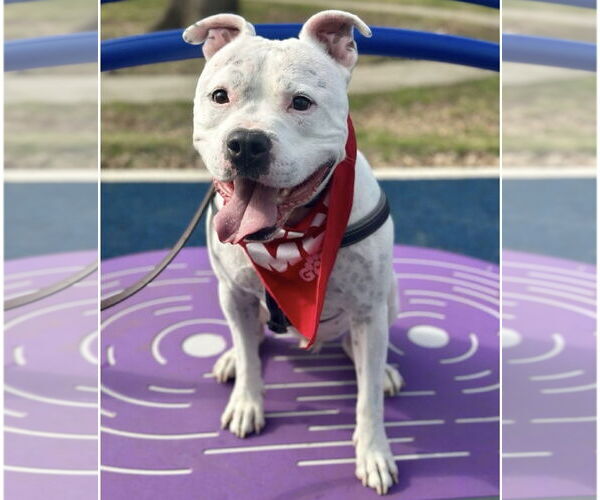 Medium Photo #4 American Bulldog-Staffordshire Bull Terrier Mix Puppy For Sale in Euless, TX, USA