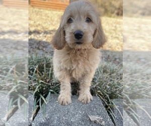 Goldendoodle Puppy for sale in NEWTON, NC, USA