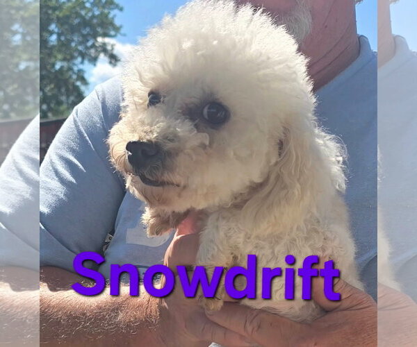 Medium Photo #2 Poodle (Miniature) Puppy For Sale in Seaford, DE, USA