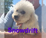 Small #1 Poodle (Miniature)
