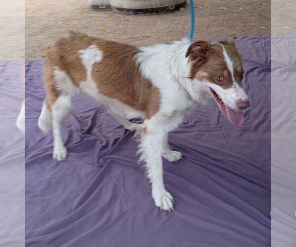 Medium Photo #4 Border-Aussie Puppy For Sale in Apple Valley, CA, USA