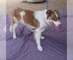 Small #3 Border-Aussie