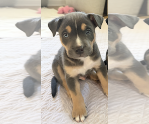 American Staffordshire Terrier-Unknown Mix Dogs for adoption in Holly Springs, NC, USA