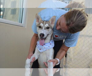 Huskies -Unknown Mix Dogs for adoption in McKinney, TX, USA