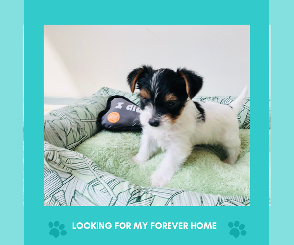 Medium Photo #7 Yorkshire Terrier Puppy For Sale in MILWAUKEE, WI, USA