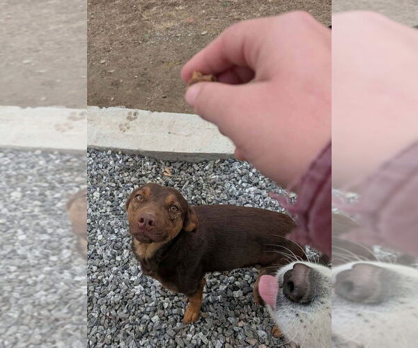 Medium Photo #7 Mutt Puppy For Sale in garner, NC, USA