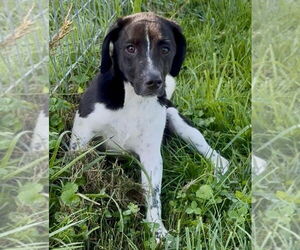 Beagle-Unknown Mix Dogs for adoption in Sistersville, WV, USA