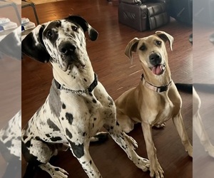 Great Dane Puppy for sale in OKLAHOMA CITY, OK, USA