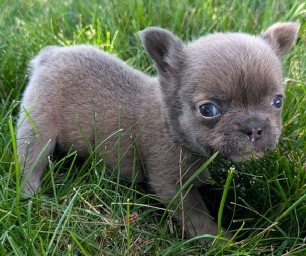 Medium Photo #4 French Bulldog Puppy For Sale in GOSHEN, IN, USA