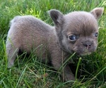 Small #3 French Bulldog