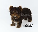 Small Photo #1 Yorkshire Terrier Puppy For Sale in ROANOKE, TX, USA