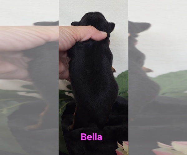 Medium Photo #9 Yorkipoo Puppy For Sale in AZLE, TX, USA